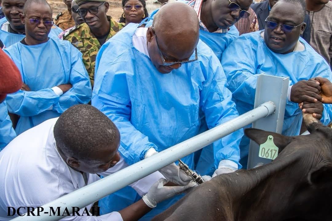 insémination artificielle animale