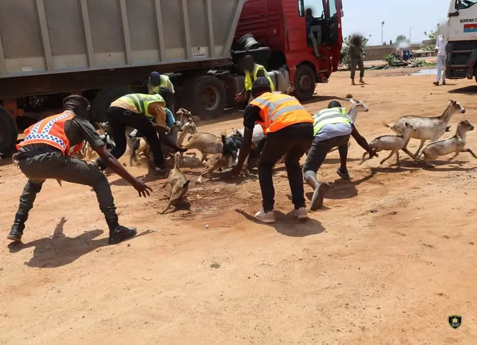Interdiction de l’élevage à Ouagadougou