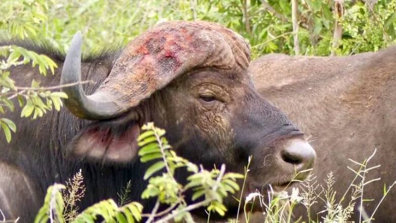 abattage d'un buffle et d’un éléphant