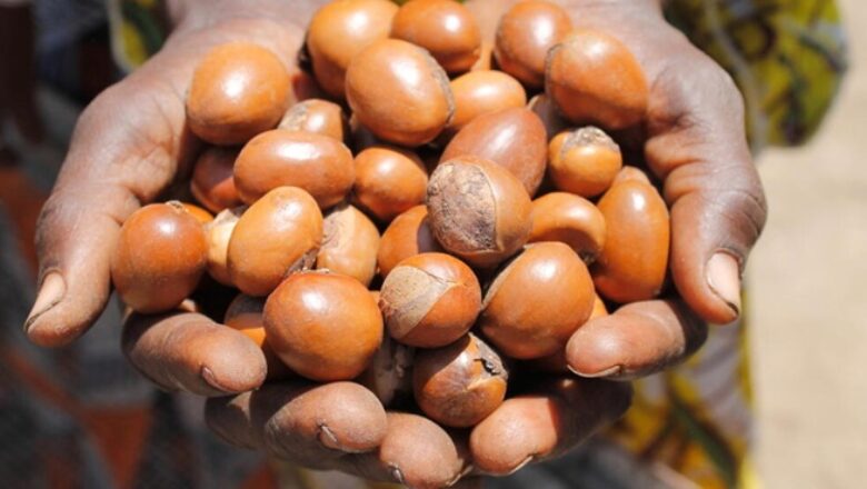 exportation karité Burkina