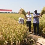 riz hybride Burkina Faso