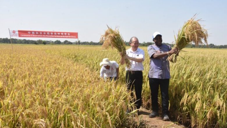 riz hybride Burkina Faso