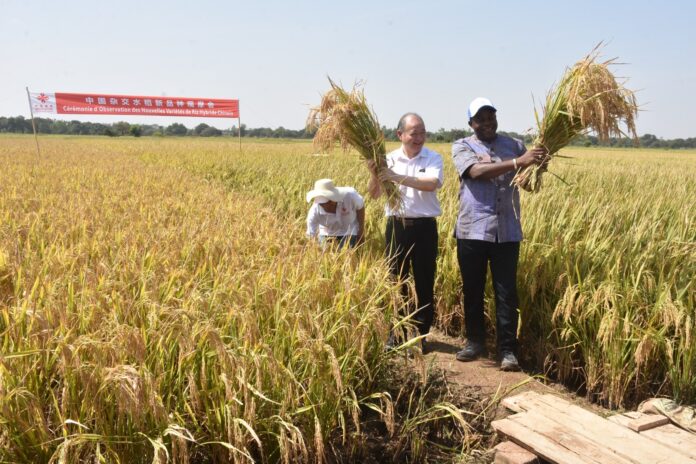 riz hybride Burkina Faso