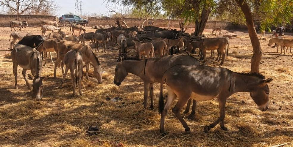 Burkina Faso : plusieurs interpellations dans un trafic d’ânes