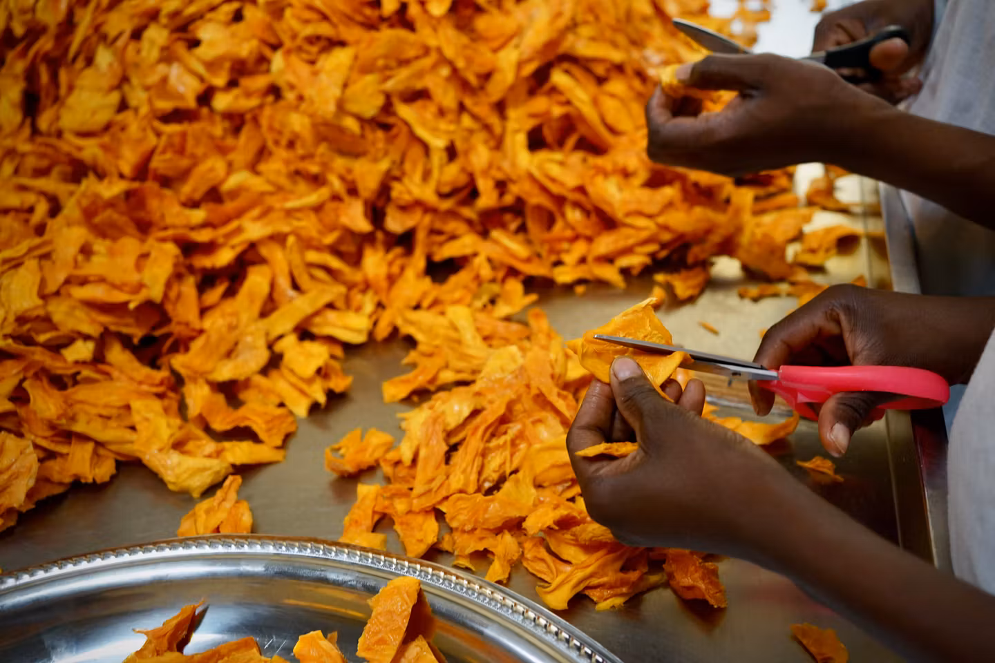 Mangue burkinabè : un succès mondial entre records d’exportation et fragilités climatiques