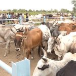 Élevage Afrique info