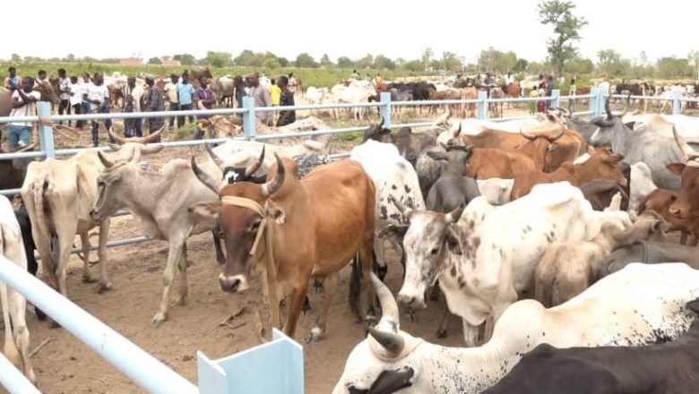 Élevage Afrique info