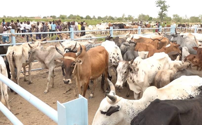 Le Burkina Faso élargit son assurance agropastorale au cheptel pour renforcer la protection des producteurs