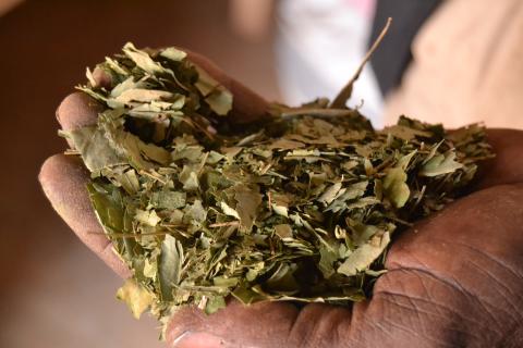Burkina Faso : plus de 18 médicaments traditionnels désormais homologués